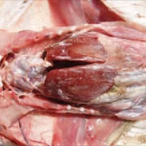 Gout Cures 